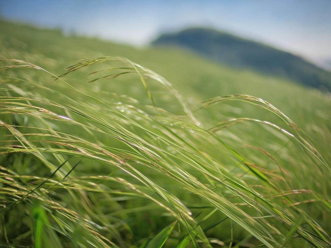 灵动薏米，舞韵天成